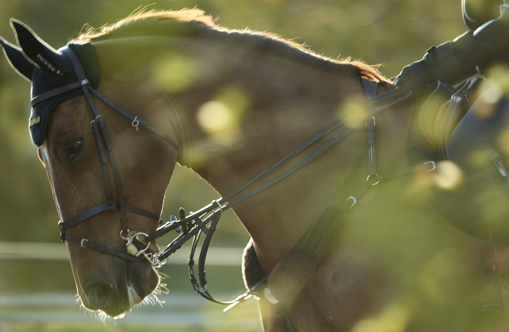 Närbild på hästhuvud i motljus