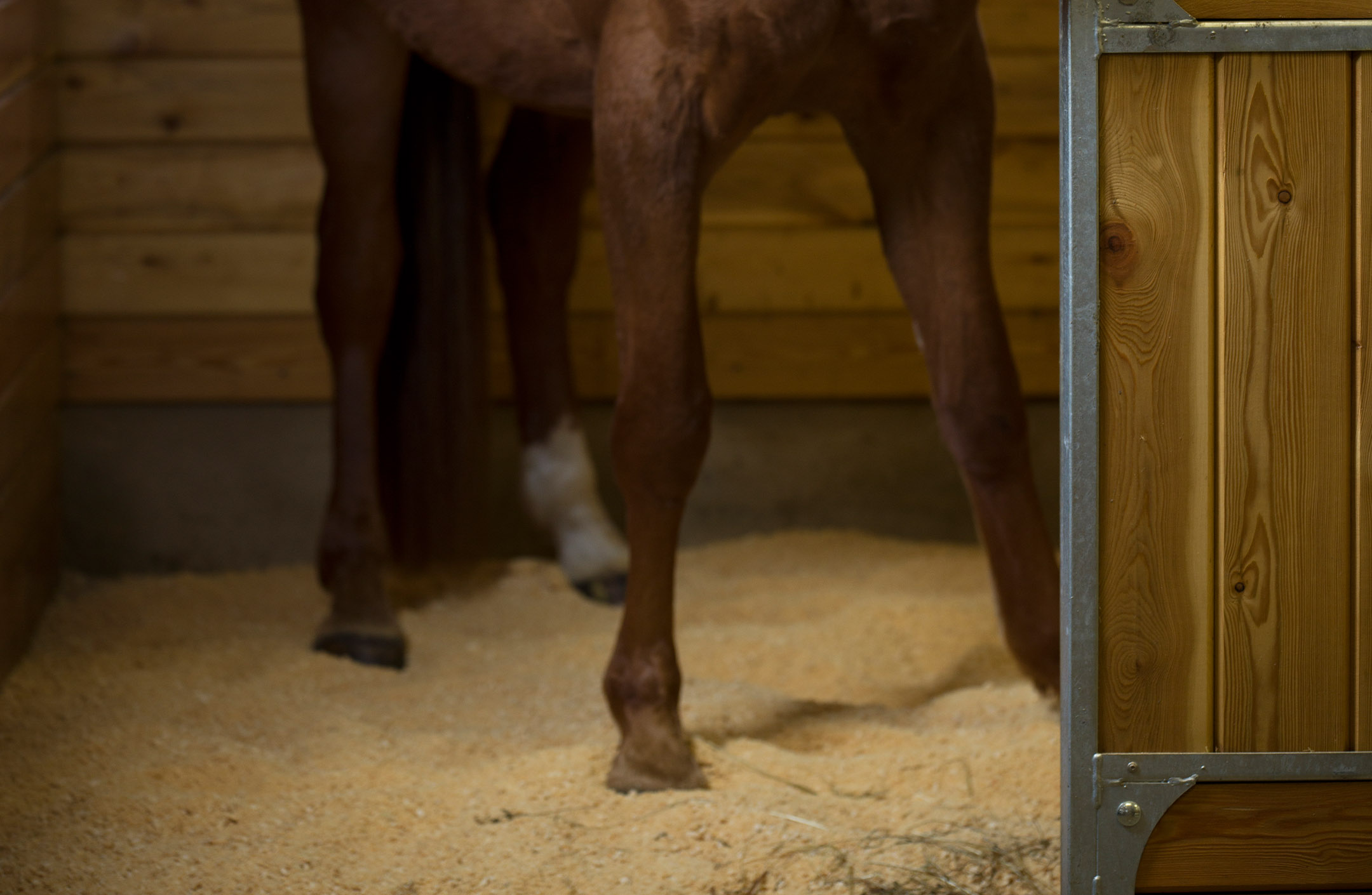 Stallströ i hästbox