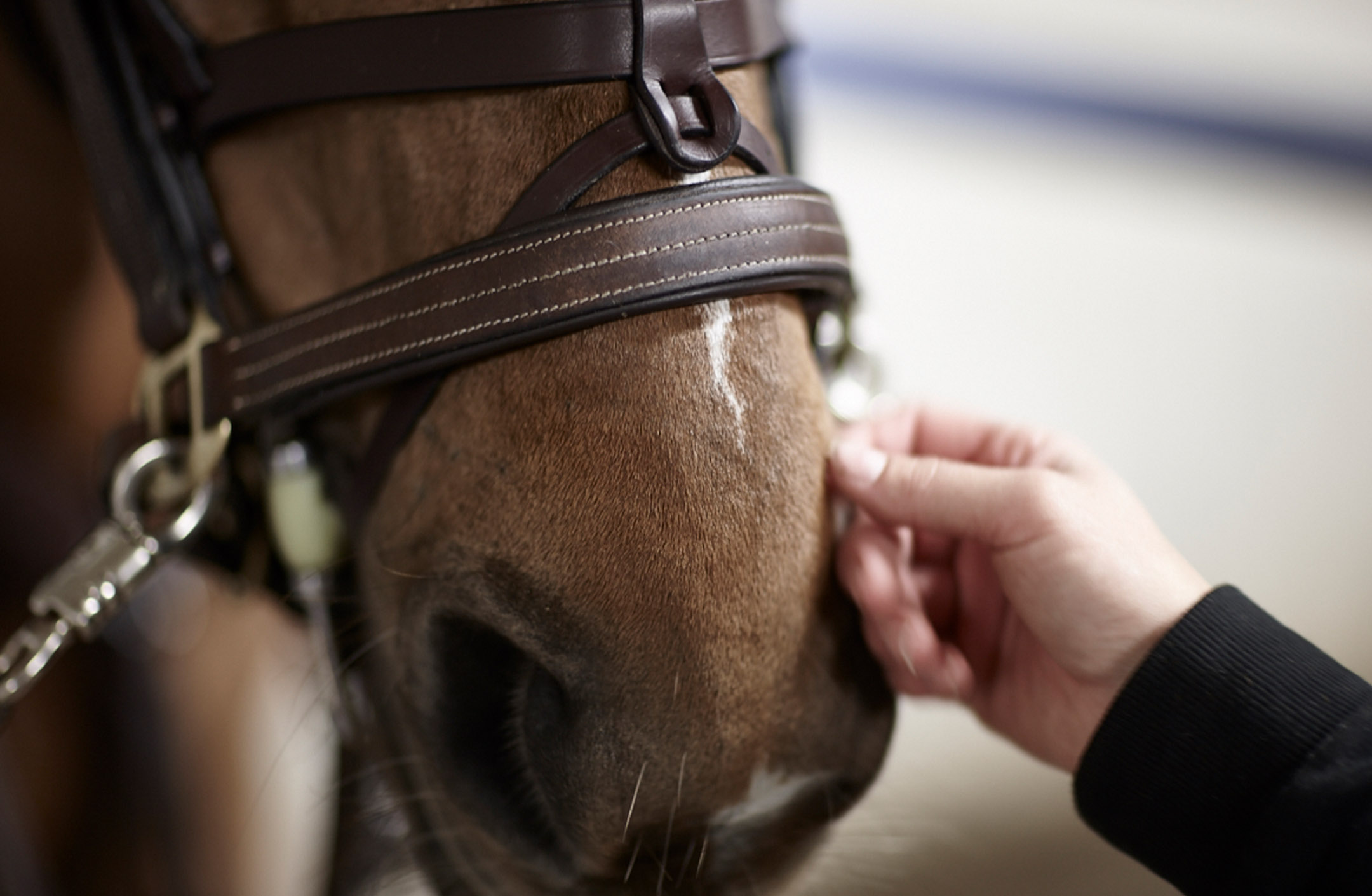 Hästmule som klappas av hand