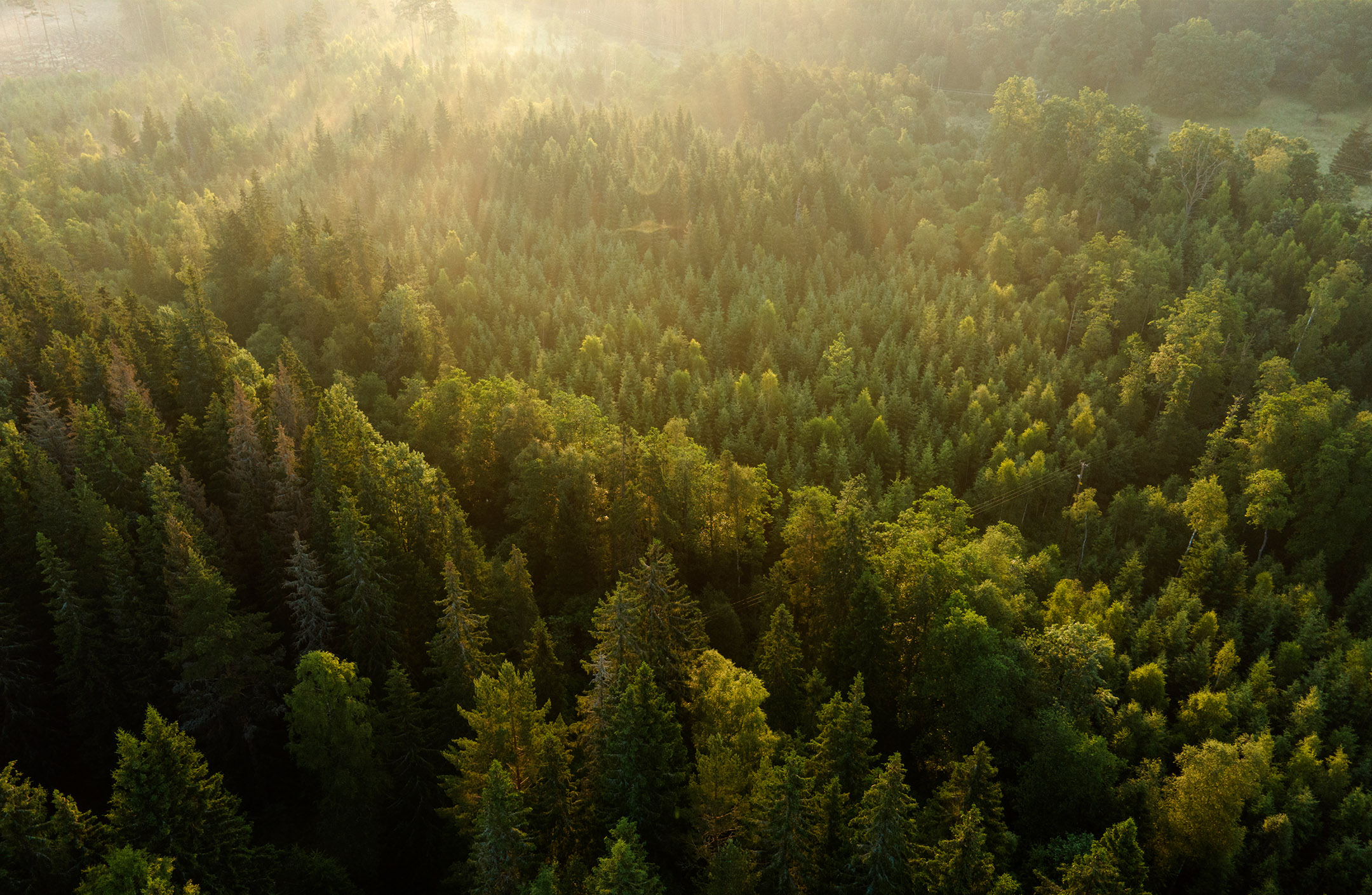 Flygbild över tät granskog. Morgonsolen strålar mot kameran
