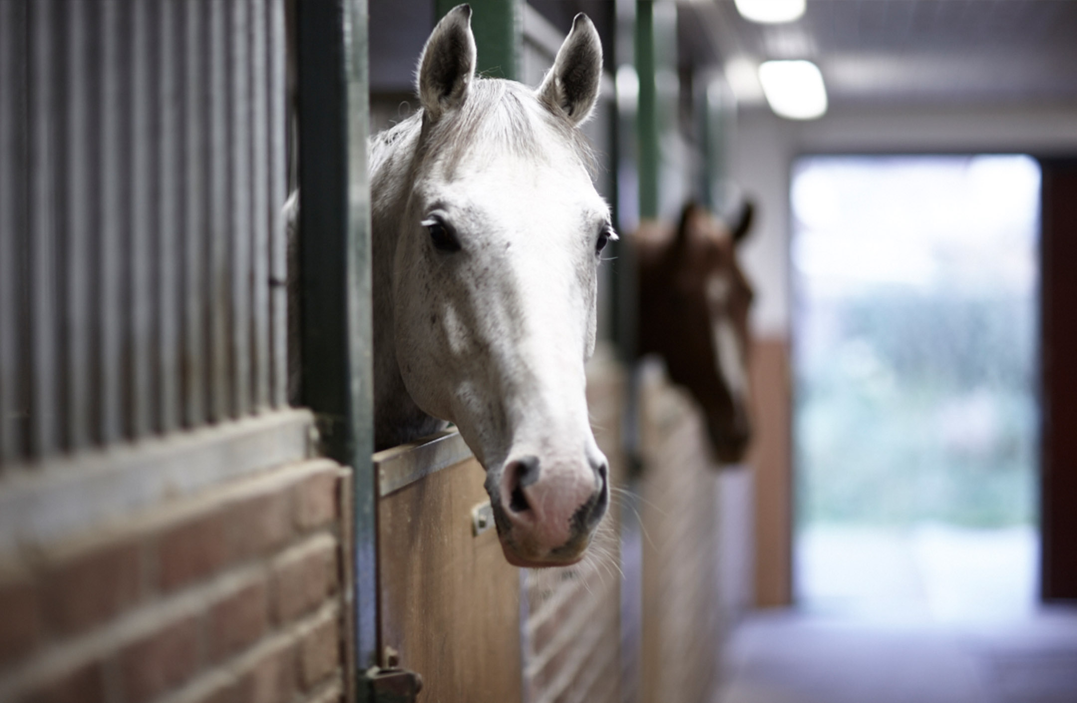 Häst kikar ut ur box med stallpellets