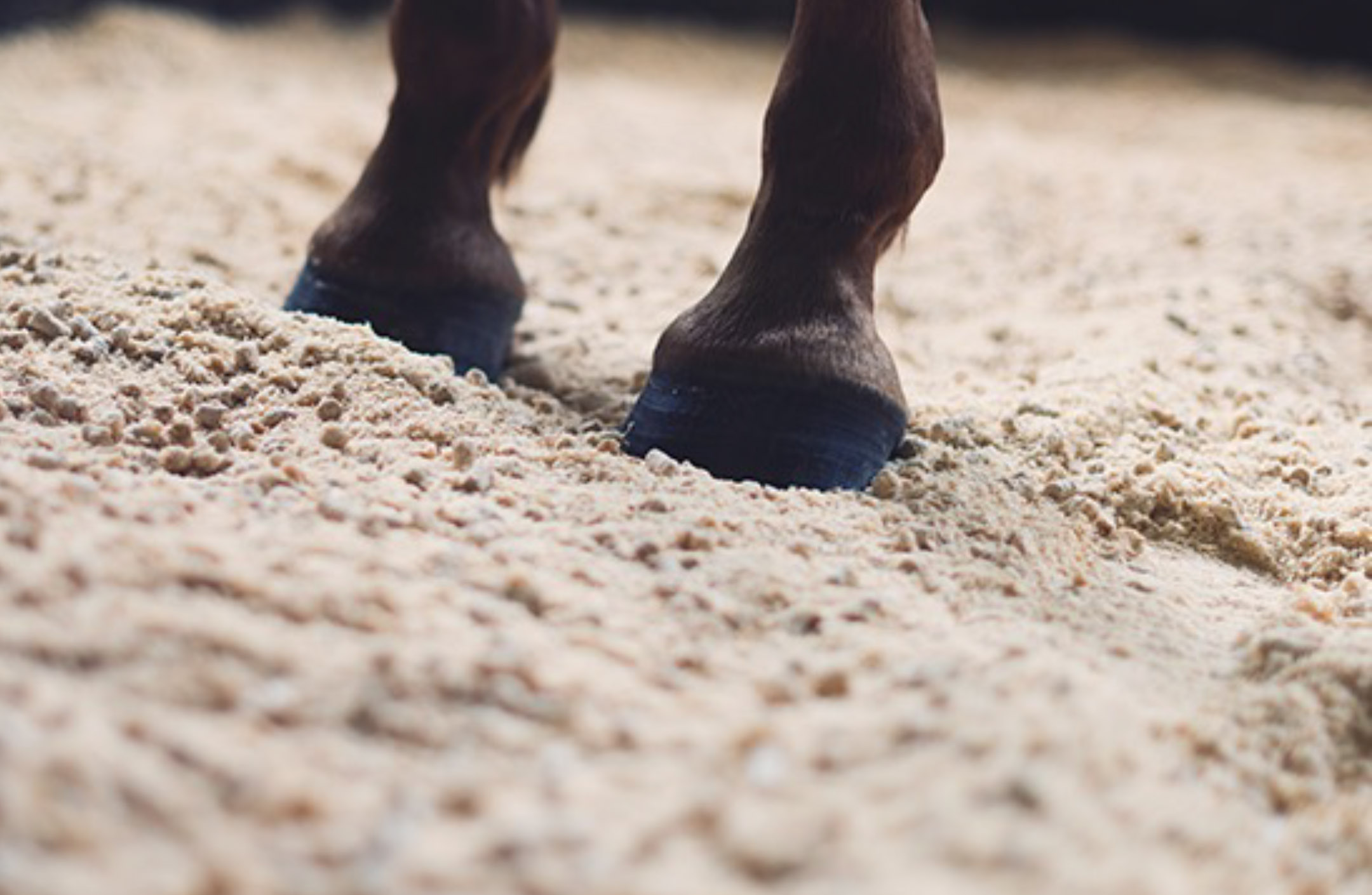 Närbild hästhovar på stallströ av pellets