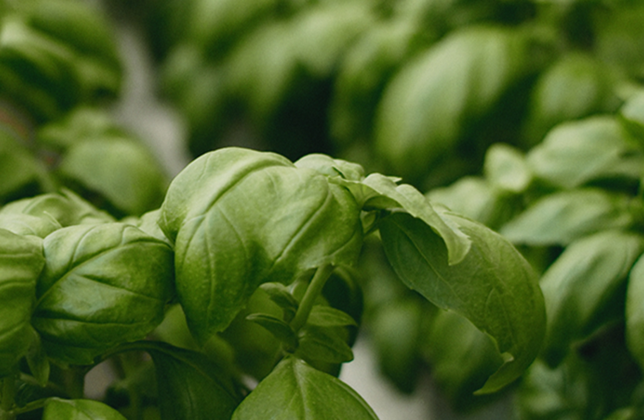 KRAV-odling för biologisk mångfald med pellets
